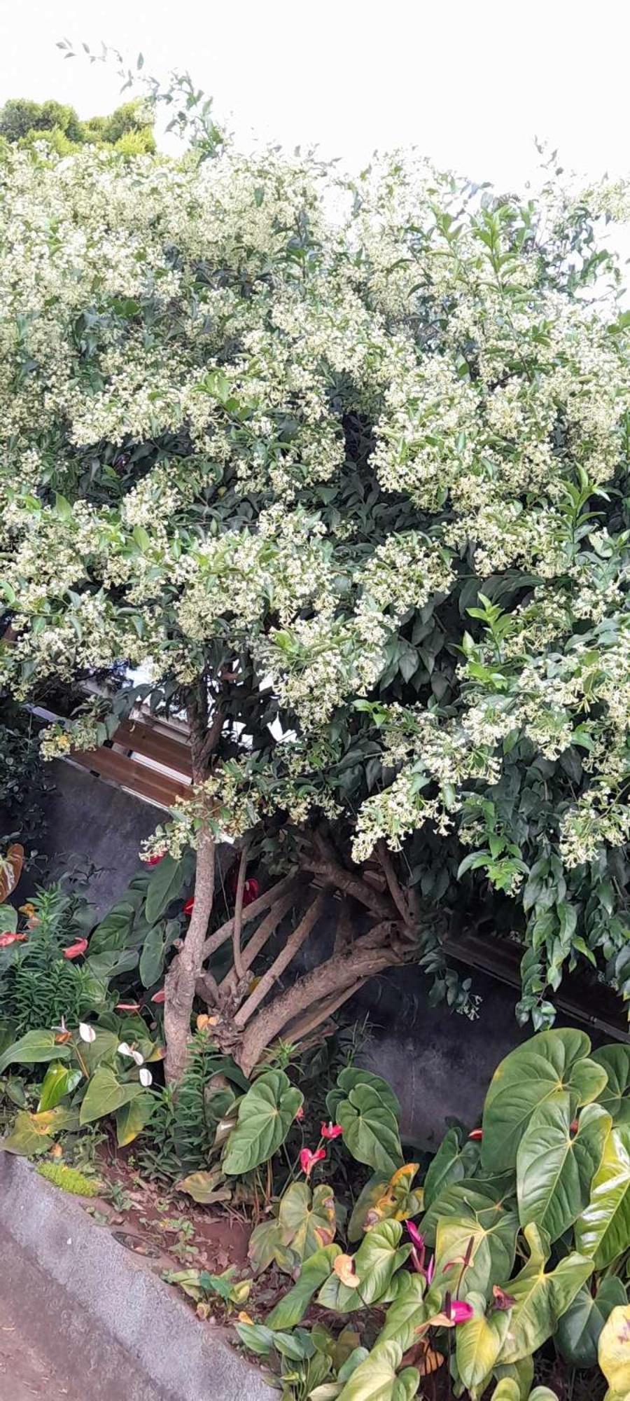 Le Muguet Sauvage Vila Le Tampon Exterior foto